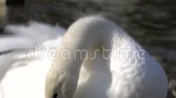 白天鹅清理湖岸的羽毛视频的预览图