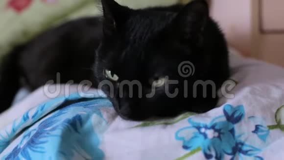猫躺在床上视频的预览图