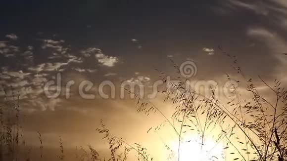 日落时草随风移动背景为太阳具有变焦效果视频的预览图