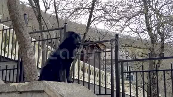 黑狗在石头上视频的预览图