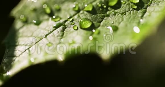 水滴在叶面上视频的预览图
