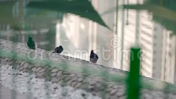 湖中游泳的鸽子视频的预览图