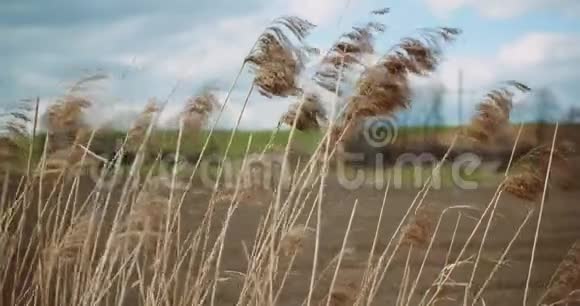 高草在风中摇曳视频的预览图