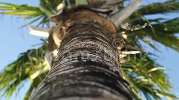 棕榈树的低角度视图视频的预览图