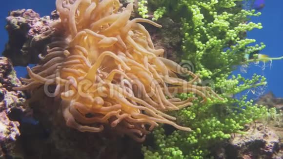 海洋水族馆的海葵存量录像视频的预览图