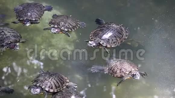 淡水海龟视频的预览图