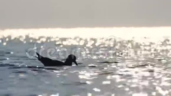 海鸥海岸上的鸟视频的预览图