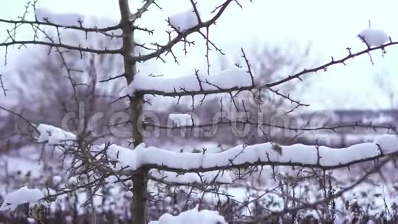 一棵长满荆棘的树视频的预览图
