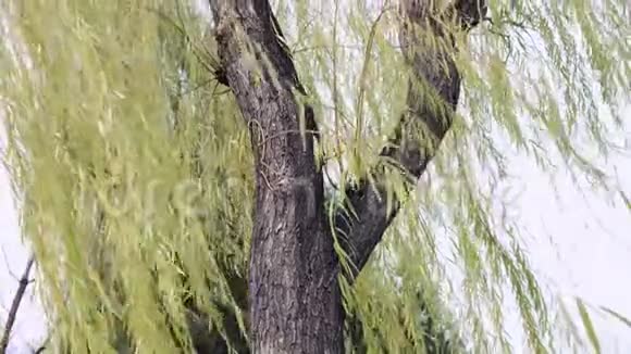 风中的柳树视频的预览图