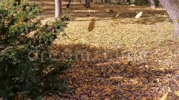 枯叶倒在地上秋季视频的预览图