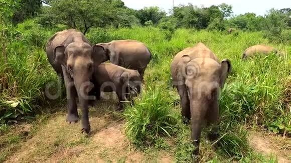 斯里兰卡的野生大象视频的预览图