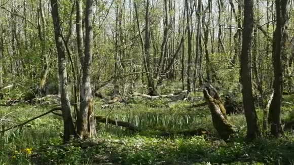 春天的森林视频的预览图