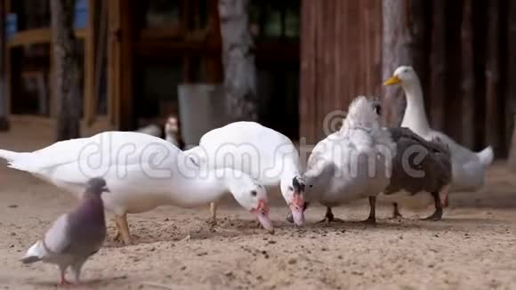 鸭子在农场吃食物视频的预览图