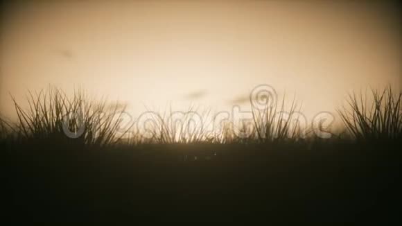风中带草的日落萼片视频的预览图