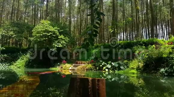 森林中央的小湖视频的预览图