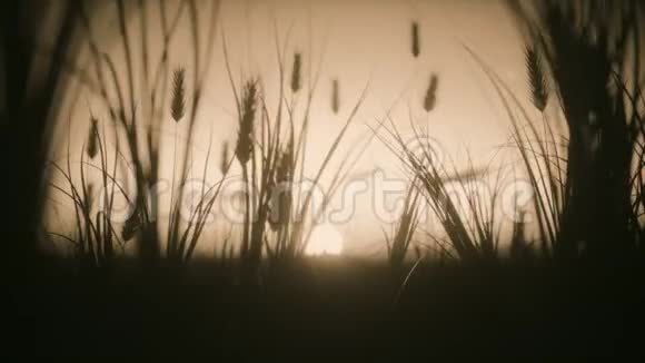 风中的小麦日落萼片视频的预览图