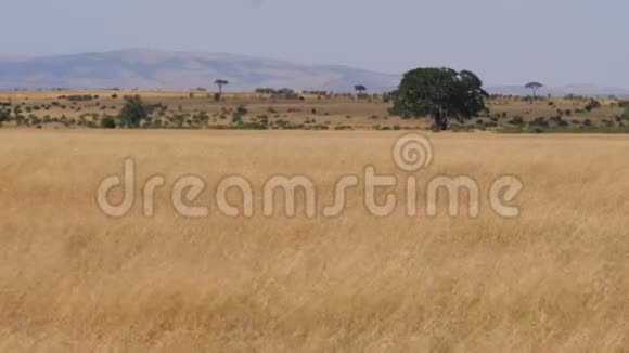 黄色高干草干季节非洲草原景观视频的预览图