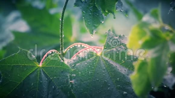 夏季森林的雨滴视频的预览图
