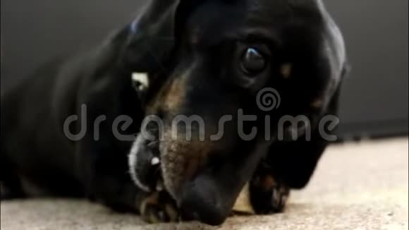 狗治疗保护治疗视频的预览图