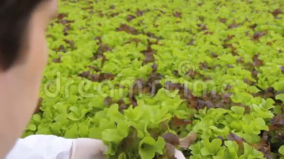 农学家考察了绿色沙拉在农业控股中的根她仔细检查根系湿度视频的预览图