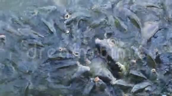 过度捕捞鲤鱼鱼视频的预览图