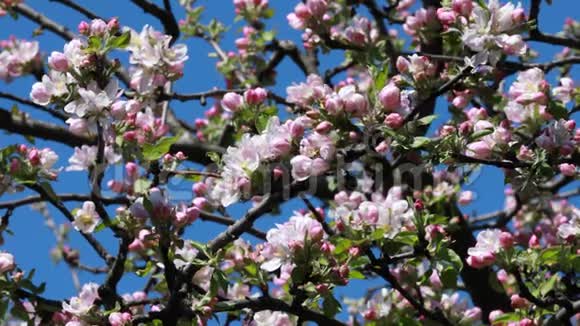 粉红色和白色的苹果春天花树有蜜蜂和美丽的发光天空视频的预览图