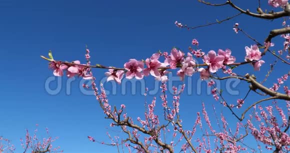 春天的时候种桃树视频的预览图