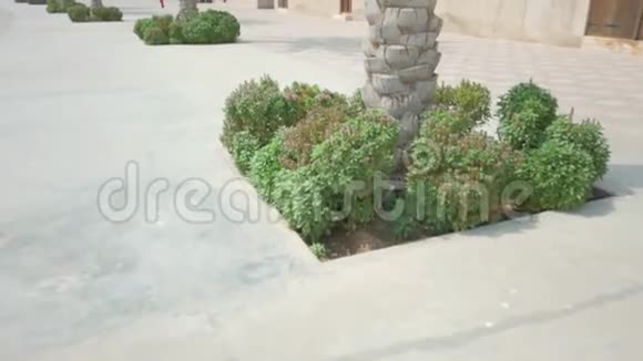 人行道中央的绿色植物视频的预览图