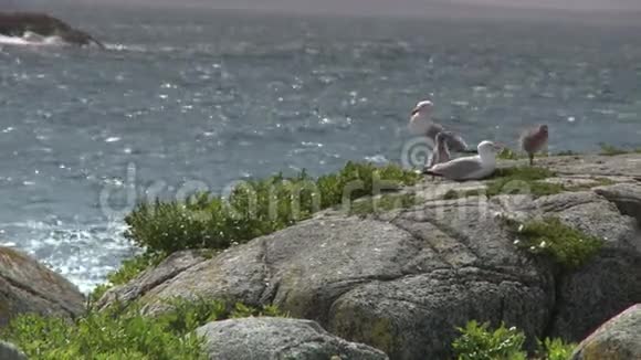 两只海鸥和两只小鸡视频的预览图