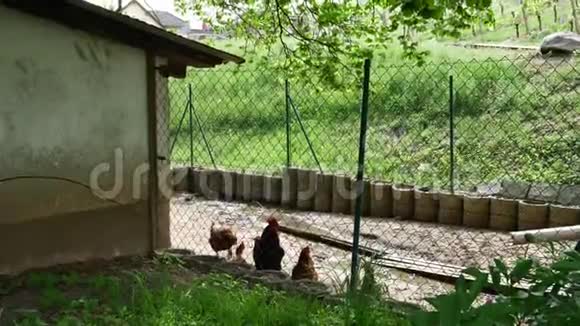 后院有鸡肉和公鸡视频的预览图