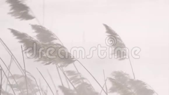 干燥的甘蔗在雾中随风摇曳视频的预览图