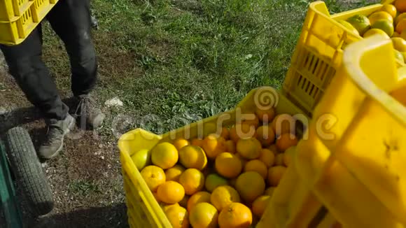 带着农场里的橘子和橘子视频的预览图