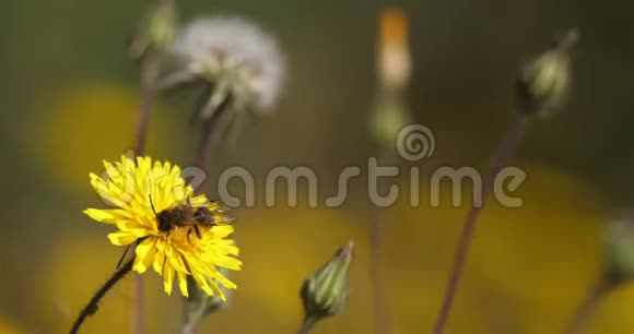 一只蜜蜂聚集在蒲公英上视频的预览图