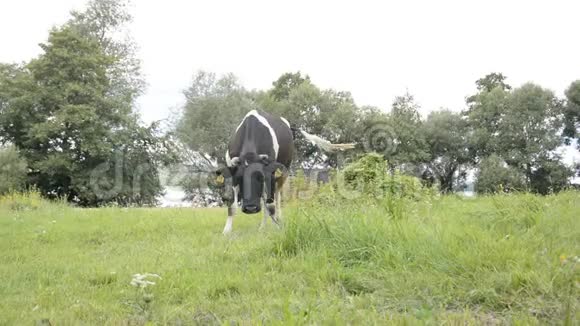 牛吃草视频的预览图