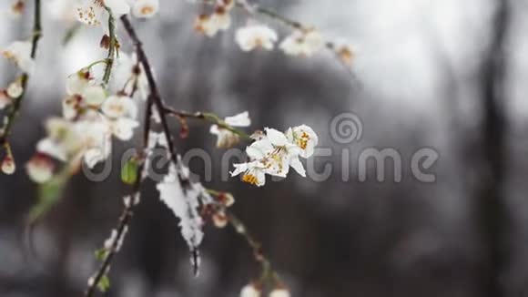 在树花上下雪视频的预览图