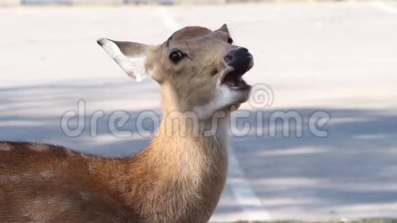 单鹿咀嚼食物视频的预览图