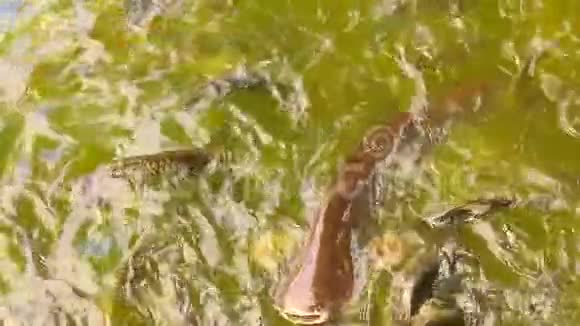 鱼在水中缓慢运动视频的预览图