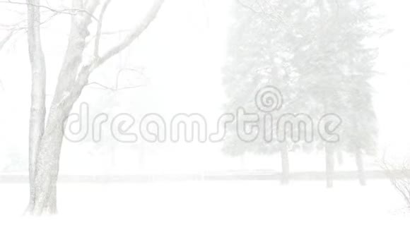 城市公园里的暴风雪视频的预览图