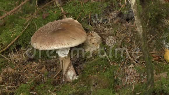 大蘑菇在土壤中视频的预览图