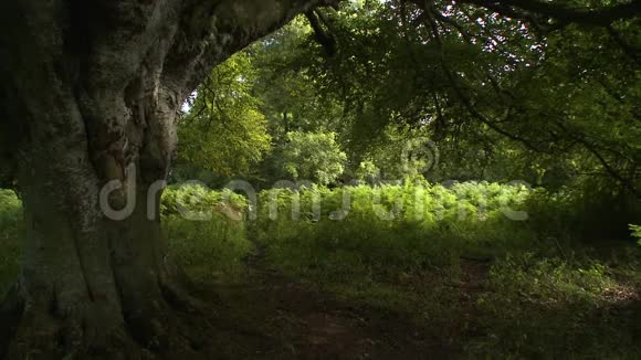 树基和灌木丛视频的预览图