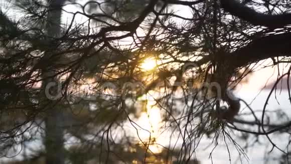 日落时太阳的光线穿过树枝视频的预览图
