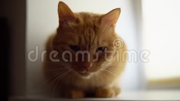 红猫坐在窗台上视频的预览图