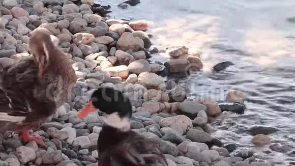 在湖边的鸭子视频的预览图