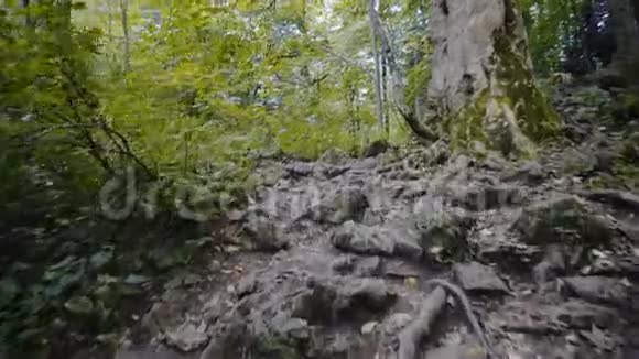 在树林里散步视频的预览图