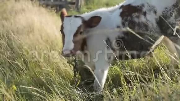 奶牛场的奶牛高清视频的预览图
