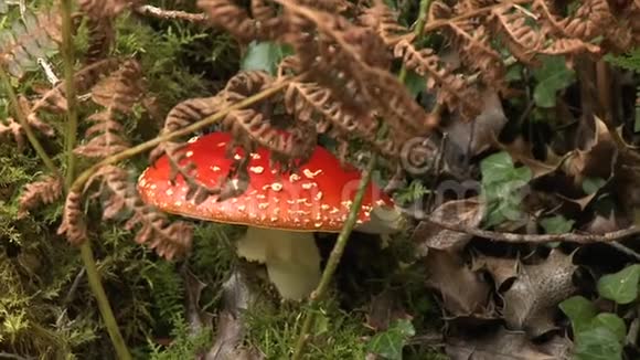 伍兹的红蘑菇视频的预览图