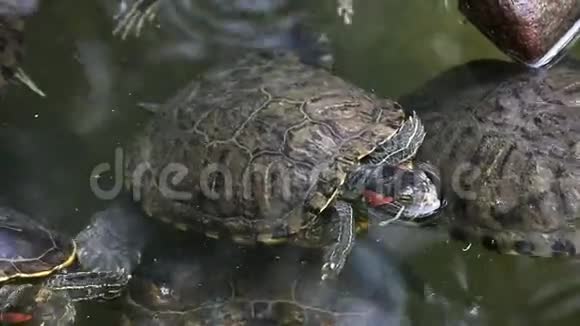 红海龟视频的预览图