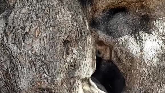 一棵老橄榄树的树干视频的预览图