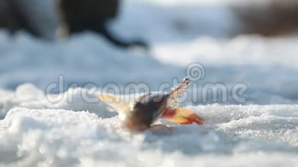 活鱼在雪地里抓着视频的预览图