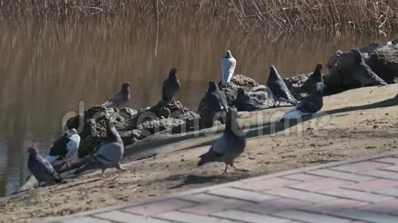 公园里的一群鸽子视频的预览图